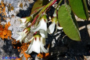 Amelanchier ovalis (Pero corvino)