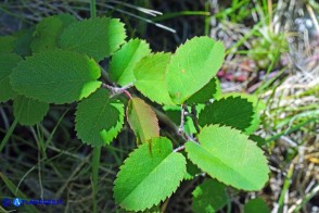 Amelanchier ovalis (Pero corvino): le foglie