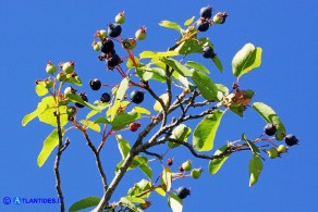 Amelanchier ovalis (Pero corvino): i frutti