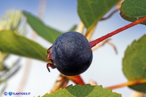 Amelanchier ovalis (Pero corvino): un frutto maturo