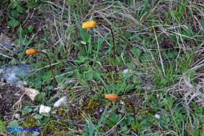 Anemone palmata: tipico aspetto matutino con i fiori ancora chiusi