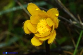 Anemone palmata: il fiore inizia a schiudersi