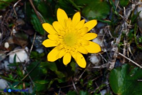Anemone palmata: il fiore completamente aperto