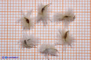 Anemone palmata: gli acheni maturi ricoperti dal caratteristico pappo piumoso