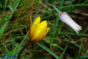 Anemone palmata e Anemone hortensis cresciuti insieme