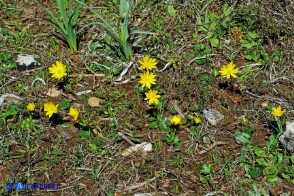 Anemone palmata: aspetto nella tarda mattinata con i fiori completamente aperti