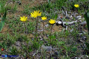 Anemone palmata: aspetto nella tarda mattinata con i fiori completamente aperti