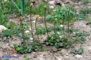 Anemone palmata: gli acheni in fase di maturazione