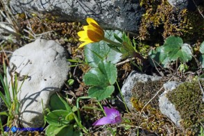 Anemone palmata con Romulea ligustica