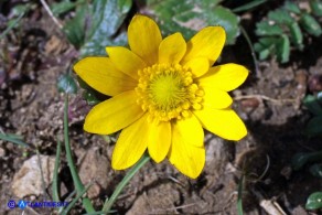 Anemone palmata: aspetto nella tarda mattinata con il fiore completamente aperto