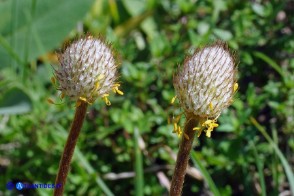 Anemone palmata: gli acheni in fase di maturazione