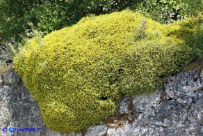 Anthyllis hermanniae subsp. ichnusae (Vulneraria spinosa di Sardegna)