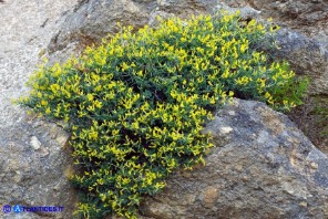 Anthyllis hermanniae subsp. ichnusae (Vulneraria spinosa di Sardegna)