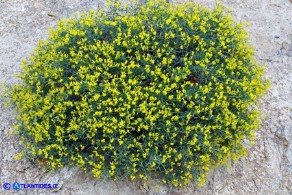 Anthyllis hermanniae subsp. ichnusae (Vulneraria spinosa di Sardegna)