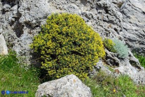 Anthyllis hermanniae subsp. ichnusae (Vulneraria spinosa di Sardegna)