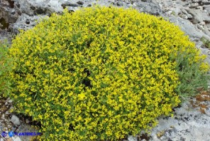 Anthyllis hermanniae subsp. ichnusae (Vulneraria spinosa di Sardegna)