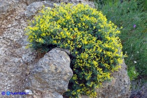 Anthyllis hermanniae subsp. ichnusae (Vulneraria spinosa di Sardegna)