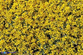 Anthyllis hermanniae subsp. ichnusae (Vulneraria spinosa di Sardegna)