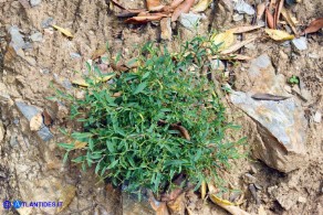 Anthyllis hermanniae subsp. ichnusae (Vulneraria spinosa di Sardegna)