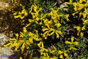 Anthyllis hermanniae subsp. ichnusae (Vulneraria spinosa di Sardegna)