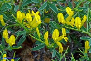 Anthyllis hermanniae subsp. ichnusae (Vulneraria spinosa di Sardegna)