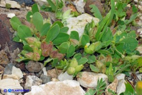 Tripodion tetraphyllum (Vulneraria annuale:): i fiori