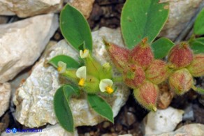 Tripodion tetraphyllum (Vulneraria annuale:): i fiori