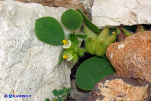 Tripodion tetraphyllum (Vulneraria annuale:): i fiori