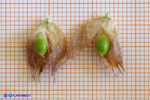 Tripodion tetraphyllum (Vulneraria annuale:): i frutti