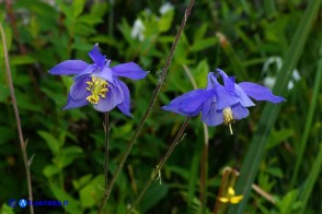 Aquilegia nugorensis (Aquilegia di Sardegna)