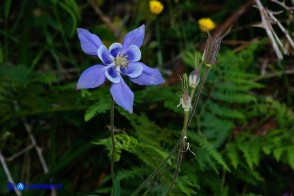 Aquilegia nugorensis (Aquilegia di Sardegna)