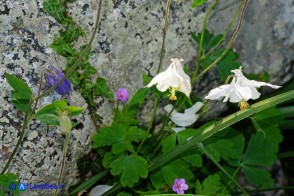 Aquilegia nugorensis  var. alba (Aquilegia di Sardegna bianca e azzurra)