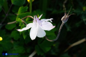 Aquilegia nugorensis  var. alba (Aquilegia di Sardegna bianca)