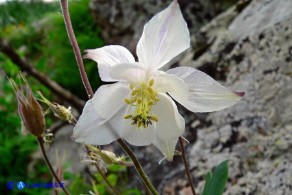 Aquilegia nugorensis  var. alba (Aquilegia di Sardegna bianca)