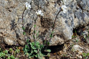 Arabis collina subsp. collina (Arabetta collinare)