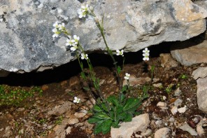Arabis collina subsp. collina (Arabetta collinare)