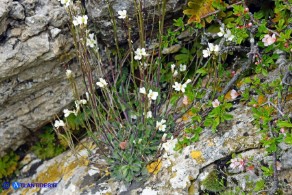 Arabis collina subsp. collina (Arabetta collinare)