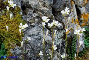 Arabis collina subsp. collina (Arabetta collinare)