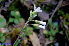 Arabis collina subsp. collina (Arabetta collinare)