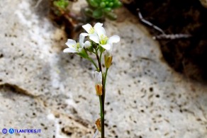 Arabis collina subsp. collina (Arabetta collinare)