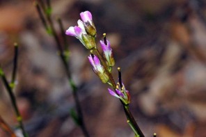 Arabis collina subsp. collina (Arabetta collinare)