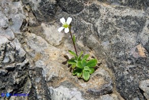 Arabis collina subsp. collina (Arabetta collinare)