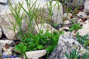 Arabis verna (Arabetta primaverile)