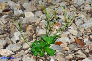 Arabis verna (Arabetta primaverile)