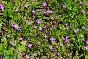 Arabis verna (Arabetta primaverile)