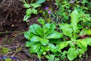 Arabis verna (Arabetta primaverile)