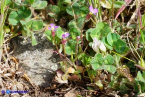 Arabis verna (Arabetta primaverile)