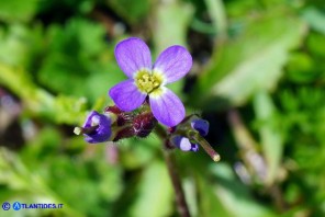 Arabis verna (Arabetta primaverile)