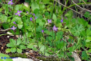 Arabis verna (Arabetta primaverile)