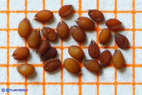 Arabis verna (Arabetta primaverile): i semi